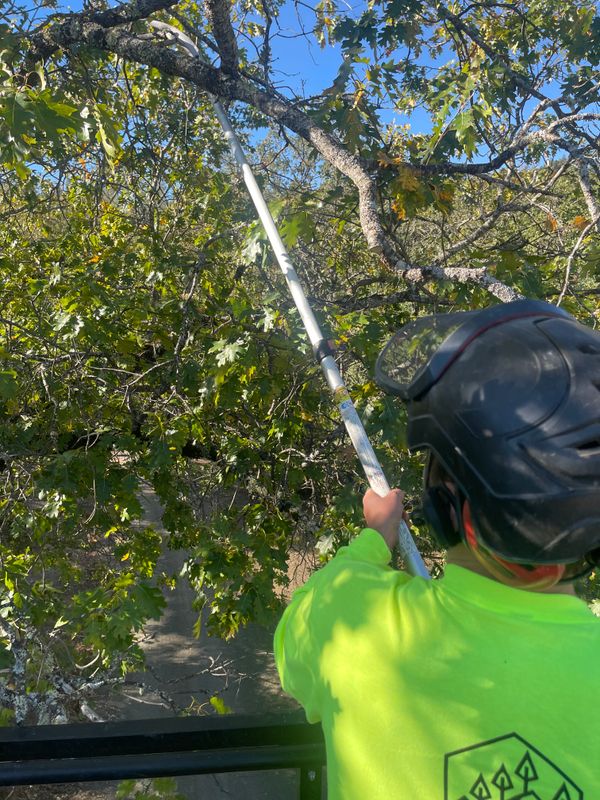 Tree Trimming