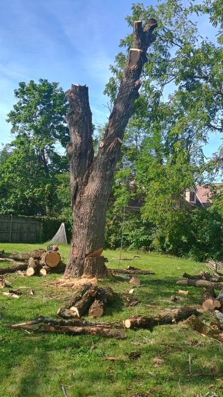 Tree Removal