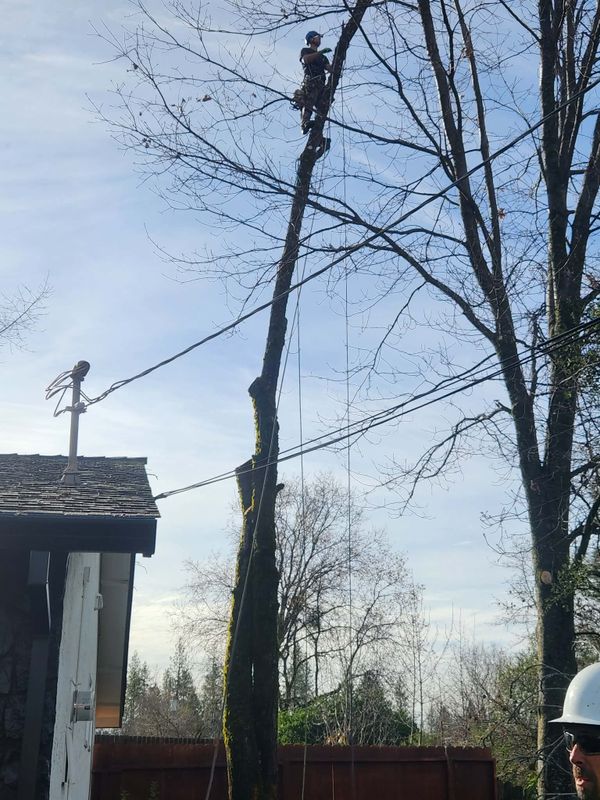 Precision Tree Removal, insurance compliance