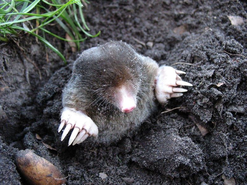 Wildlife Removal