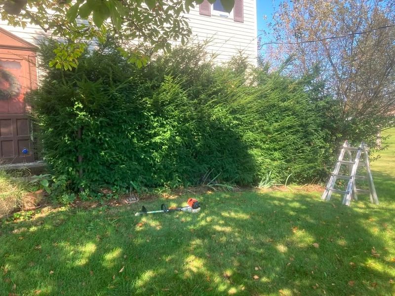 Tree & Shrub Care