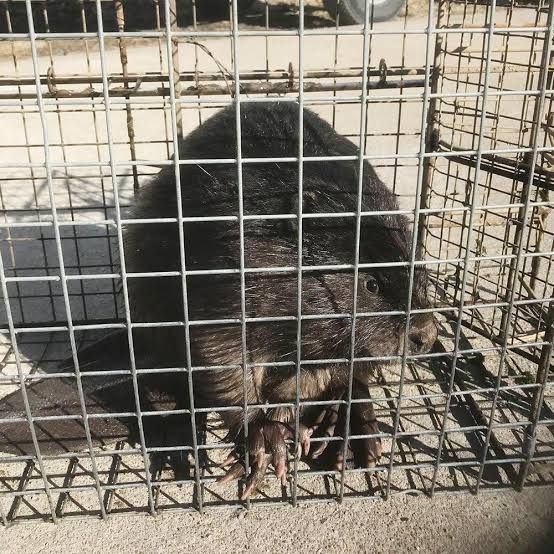Beaver Removal