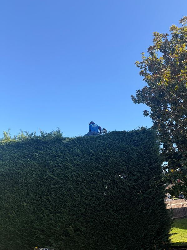 Shrub Trimming