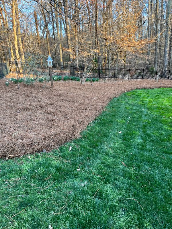 Pine Needle Installation