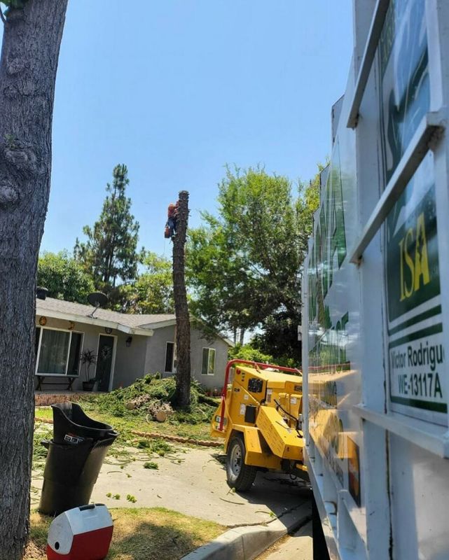 Tree Removal