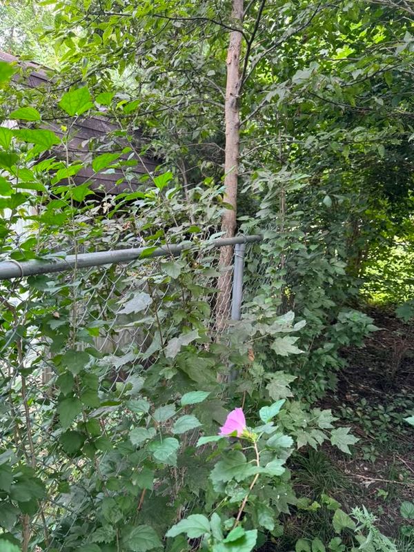 Bush Trimming