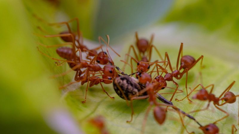 Once a Year Fire Ant