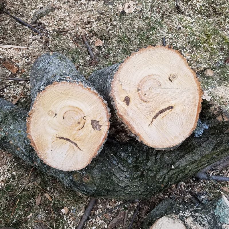 Tree Removal