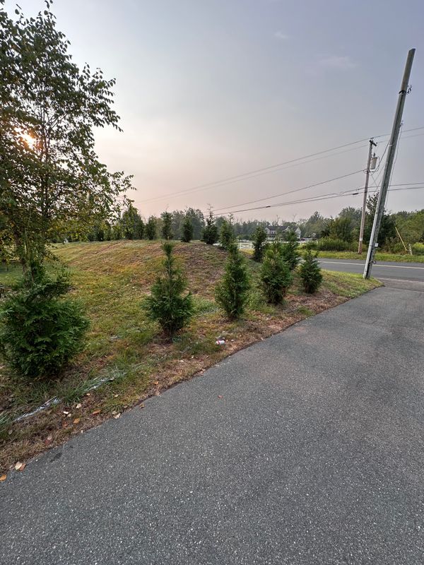 Tree & Perennial Planting