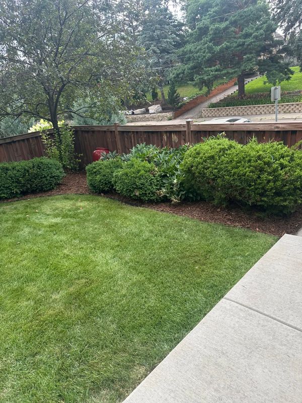 Shrub & Bush Removal