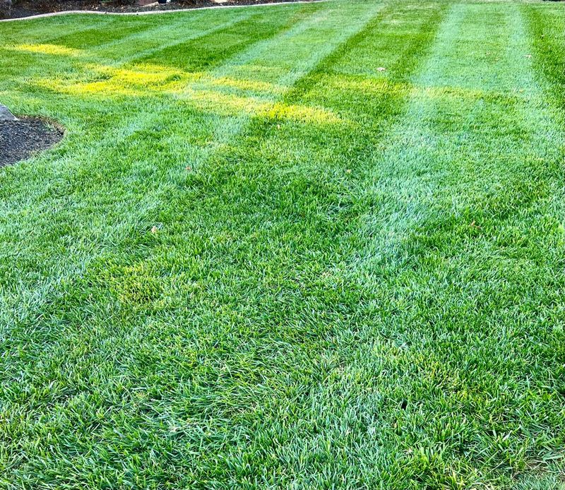 Fertilization and Weed Control Programs gallery