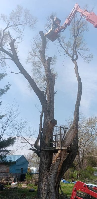 Tree Trimming
