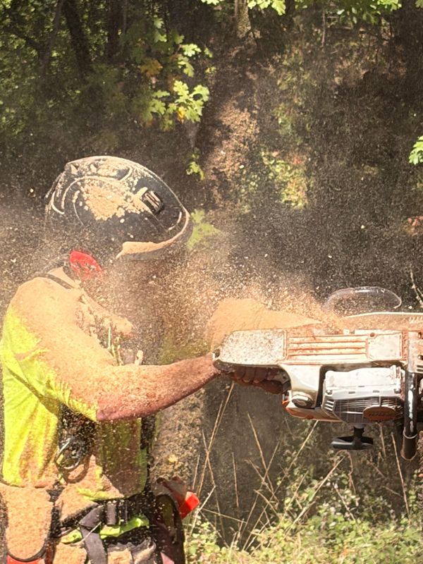 Tree Trimming