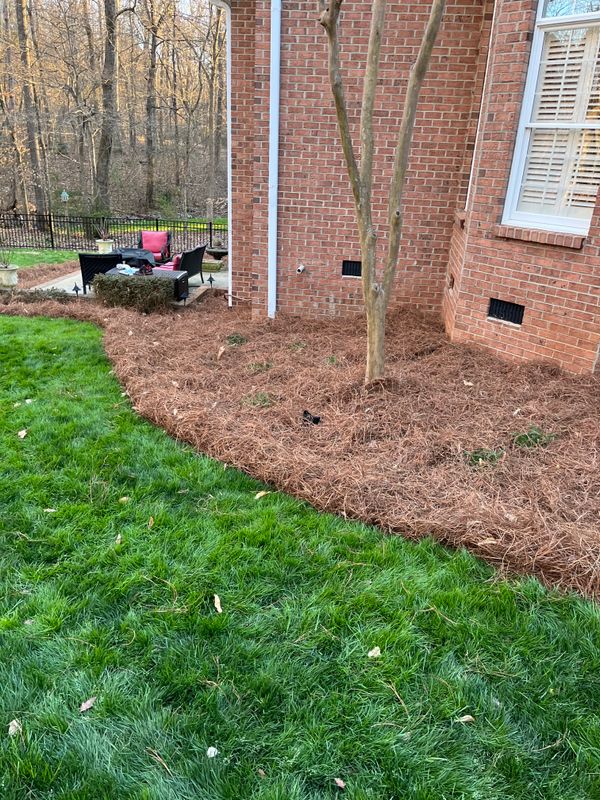 Pine Needle Installation