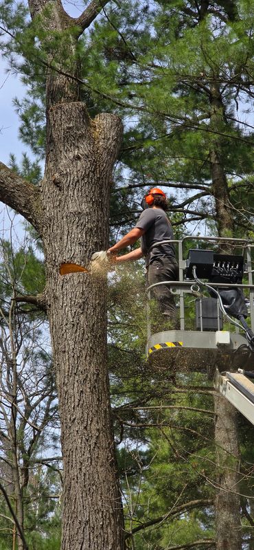 Tree Services