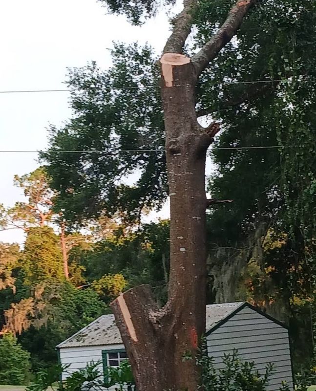 Tree Removal