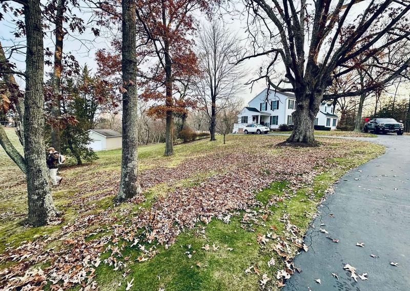Leaf Removal