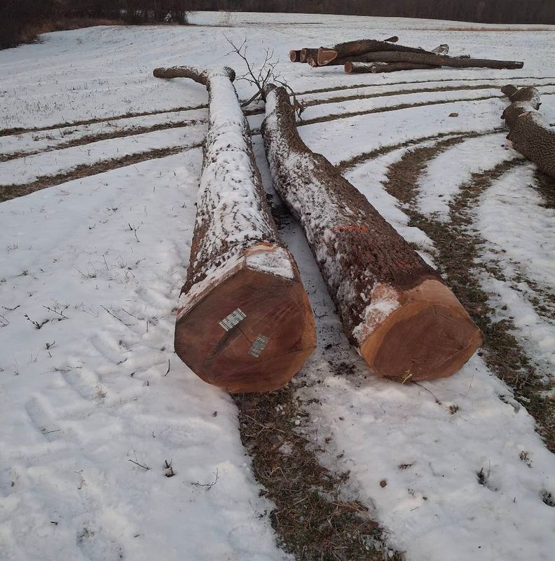 Timber Management