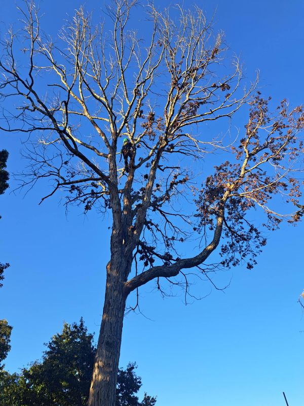 Tree Trimming & Removal
