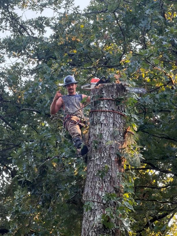Tree Removal