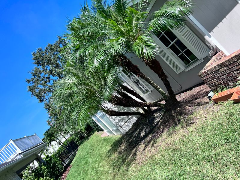 Lawn Maintenance