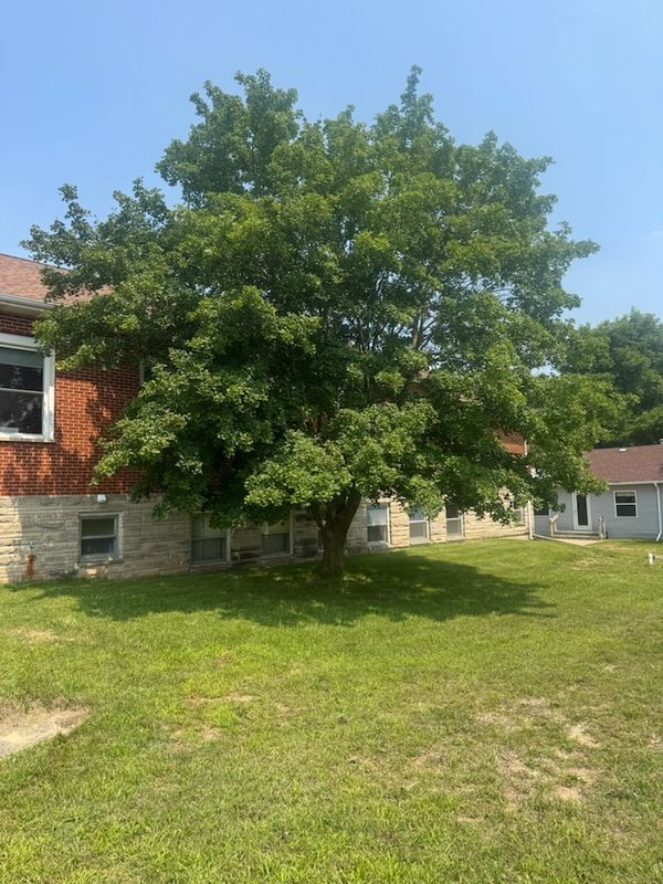 Pristine Maple Tree Removal and Site Restoration in Delton, MI