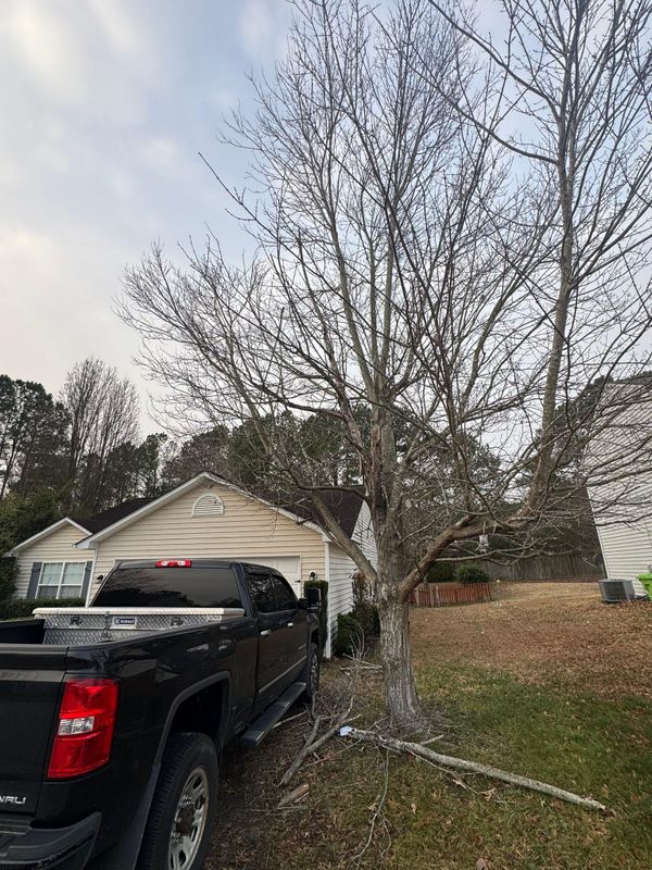 Stump Removal