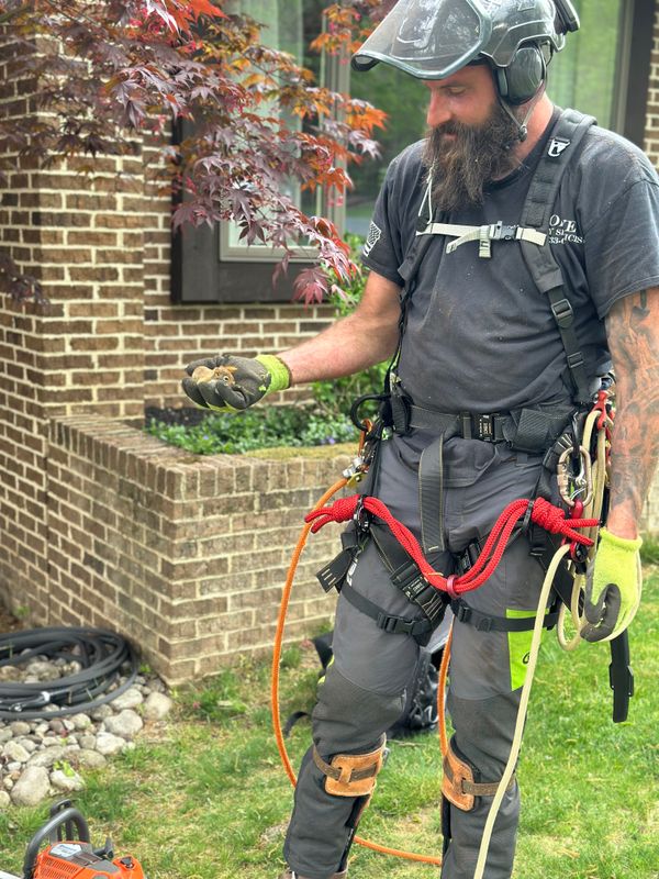Tree Removal gallery