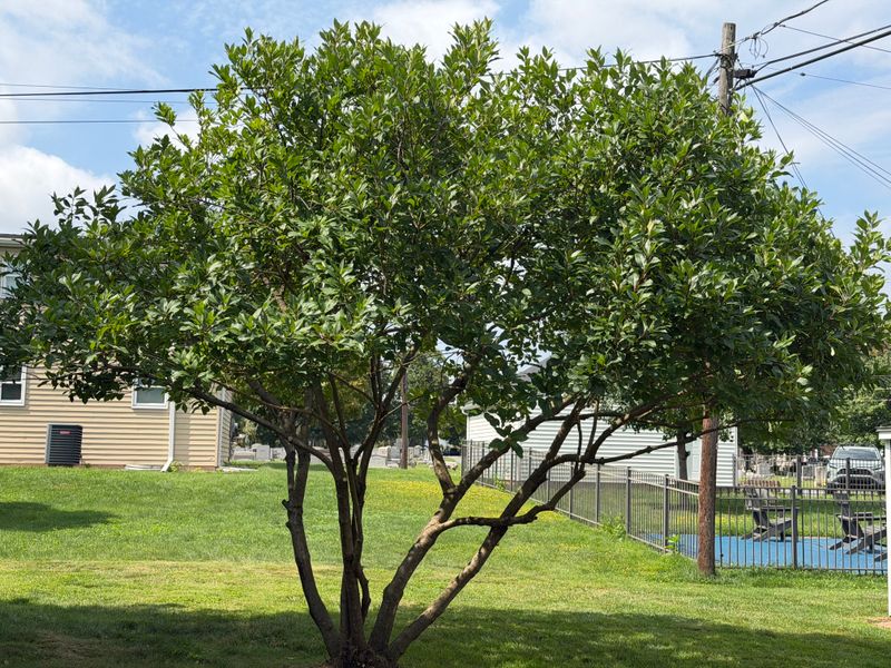 Tree & Shrub Care