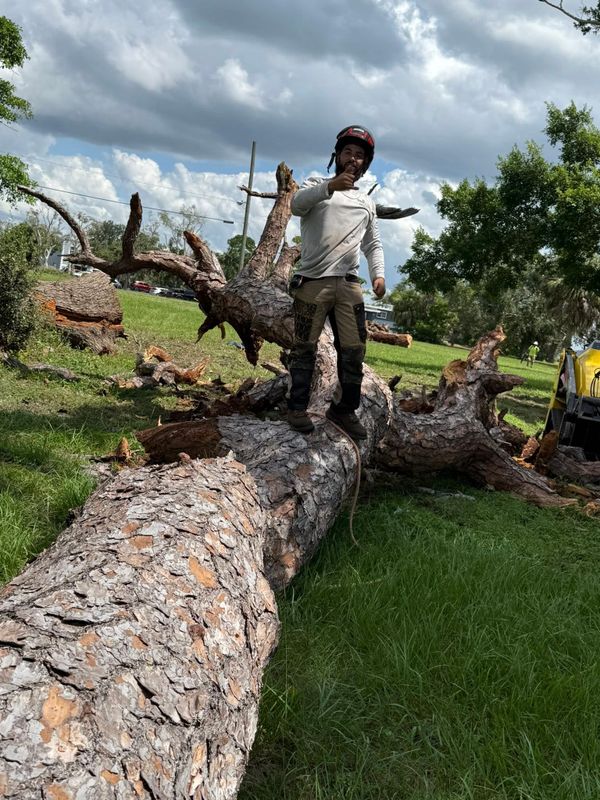 Tree Removal