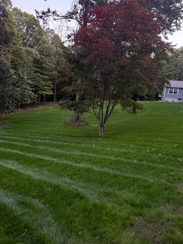 Lawn Maintenance
