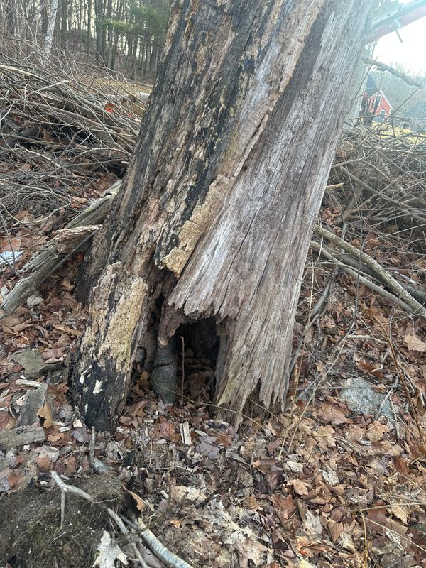 Tree Removal