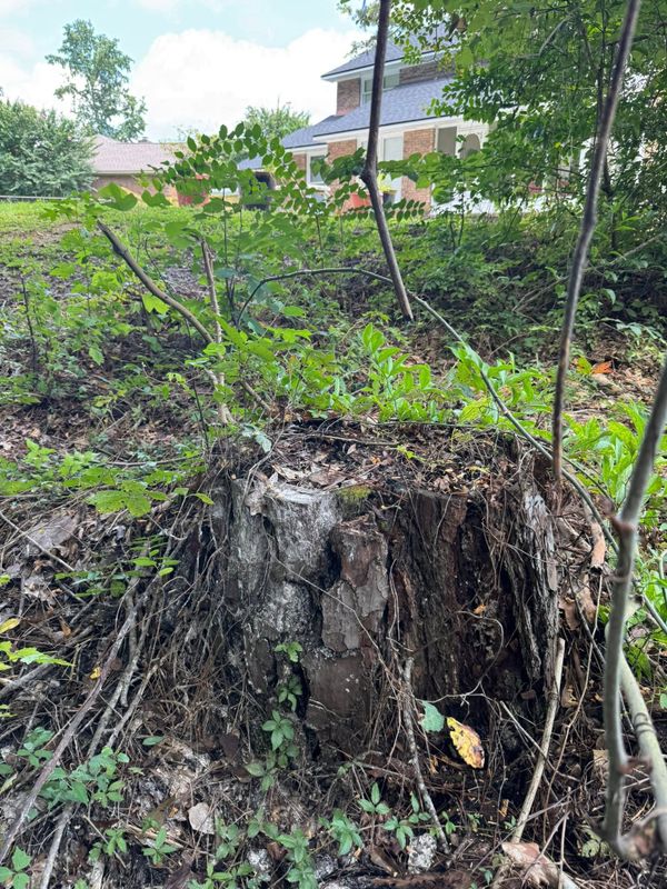 Stump Grinding gallery