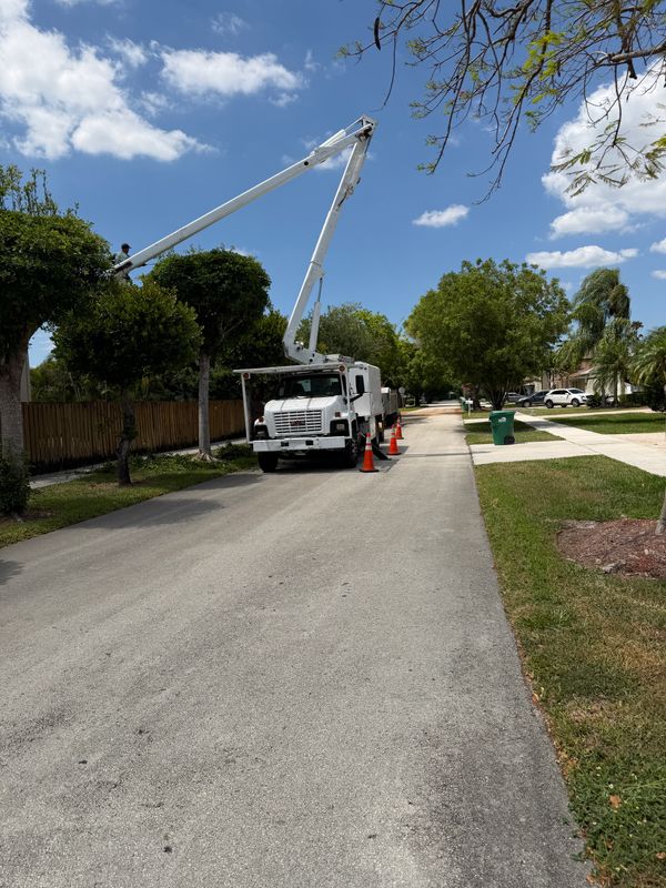 Tree Trimming