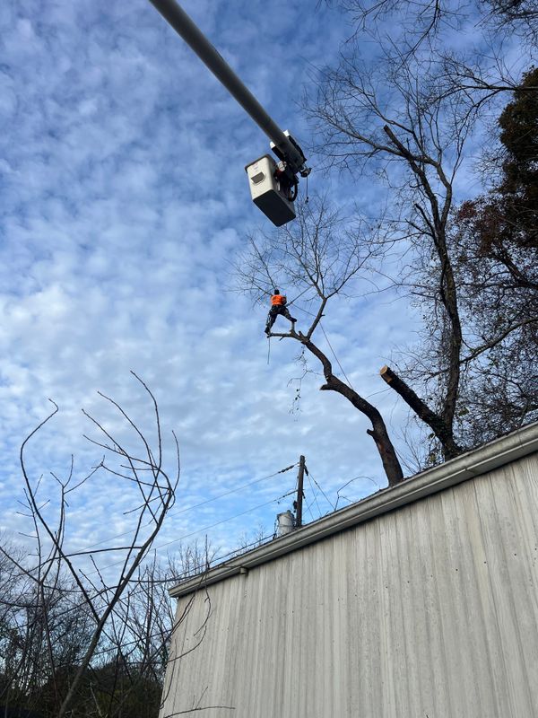 Hazard Trees