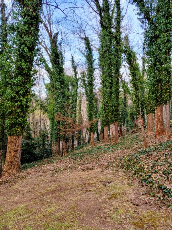 Clean ups and invasive plant management 
