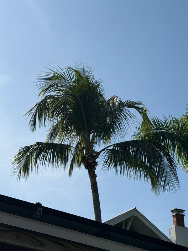 Tree Trimming