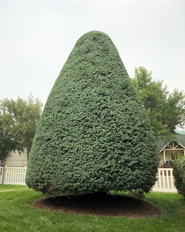 Tree Trimming gallery