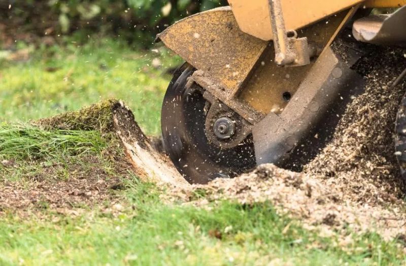 Stump Removal / Stump grinding