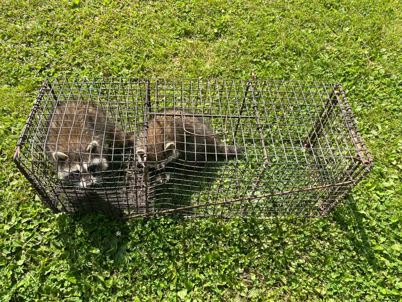 Humane Animal Trapping and Relocation