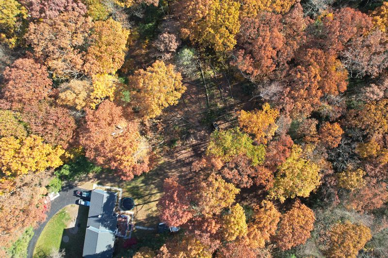 Logging & Land Clearing