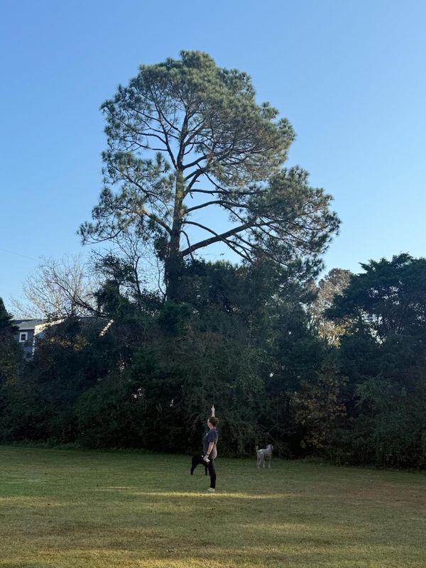 Tree Removal