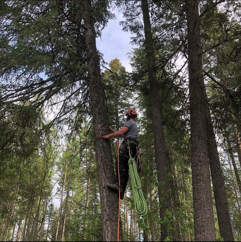 Tree Removal gallery