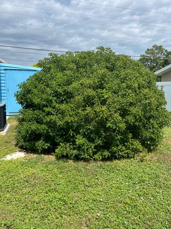 Tree Trimming
