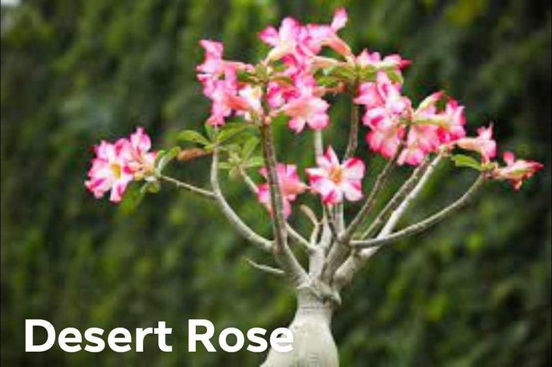 Plant and tree list