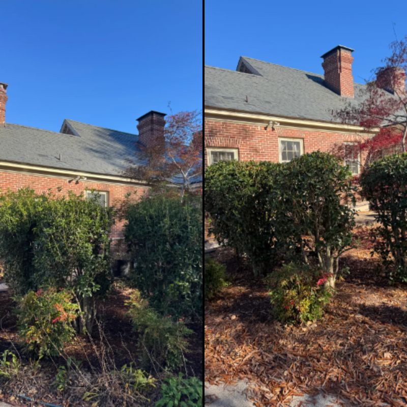 trimming shrubs/small trees