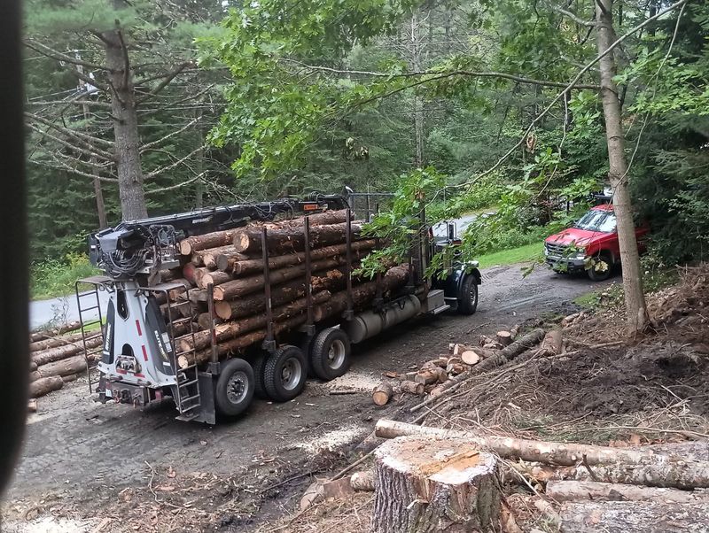 Tree Removal gallery