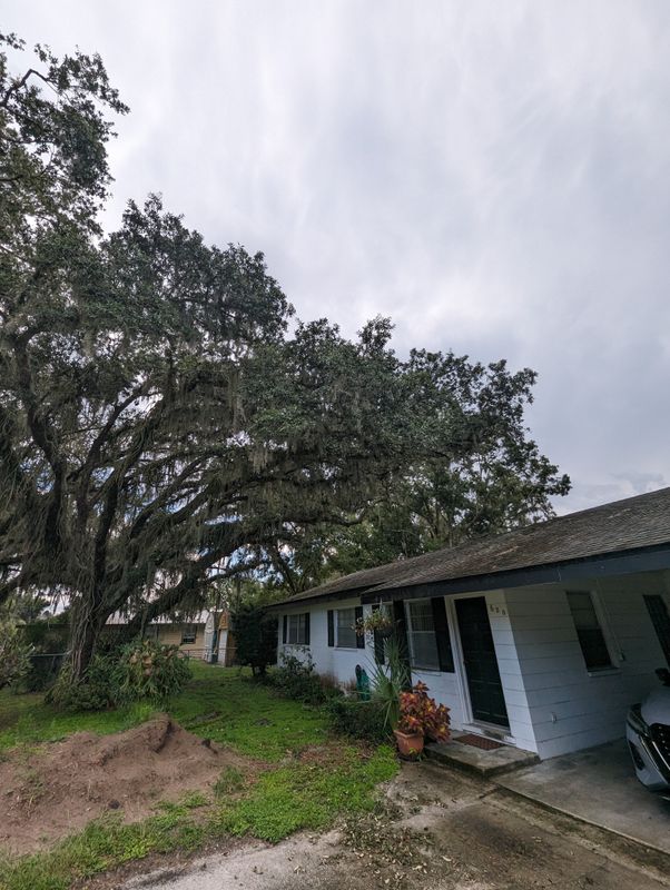 Tree Trimming Limbs over roof