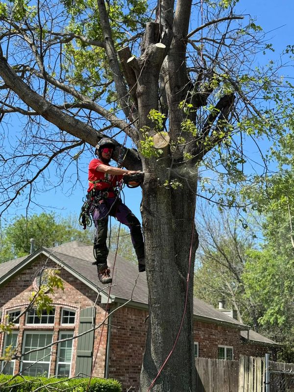 Tree Trimming