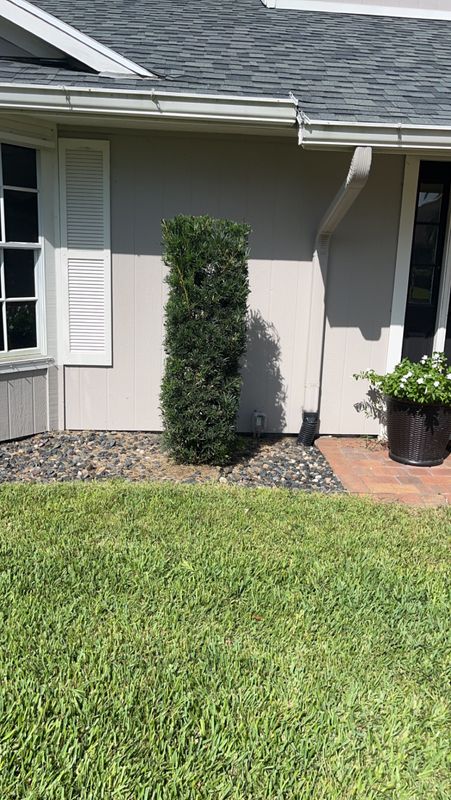 Tree Trimming